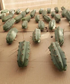 Alternative view of #EC72 EXACT Trichocereus Bridgesii Jiimz Cactus Cutting 5-6"