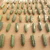 Trichocereus Bridgesii Cactus