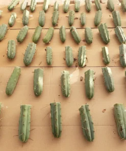 Trichocereus Bridgesii Cactus