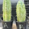 Buy Cereus Peruvianus Perth