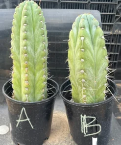 Buy Cereus Peruvianus Perth