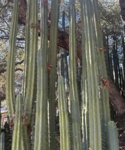 Alternative view of #EC89 Trichocereus Bridgesii Jiimz Long Tall Sally/LTS 12” cutting