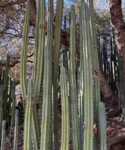 GIANT Trichocereus