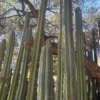 Trichocereus For Sale Sydney