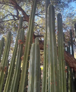 Trichocereus For Sale Sydney