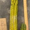 Buy St pedro Cactus