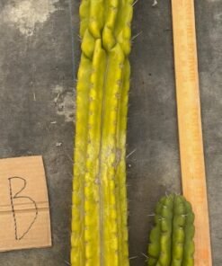Buy St pedro Cactus