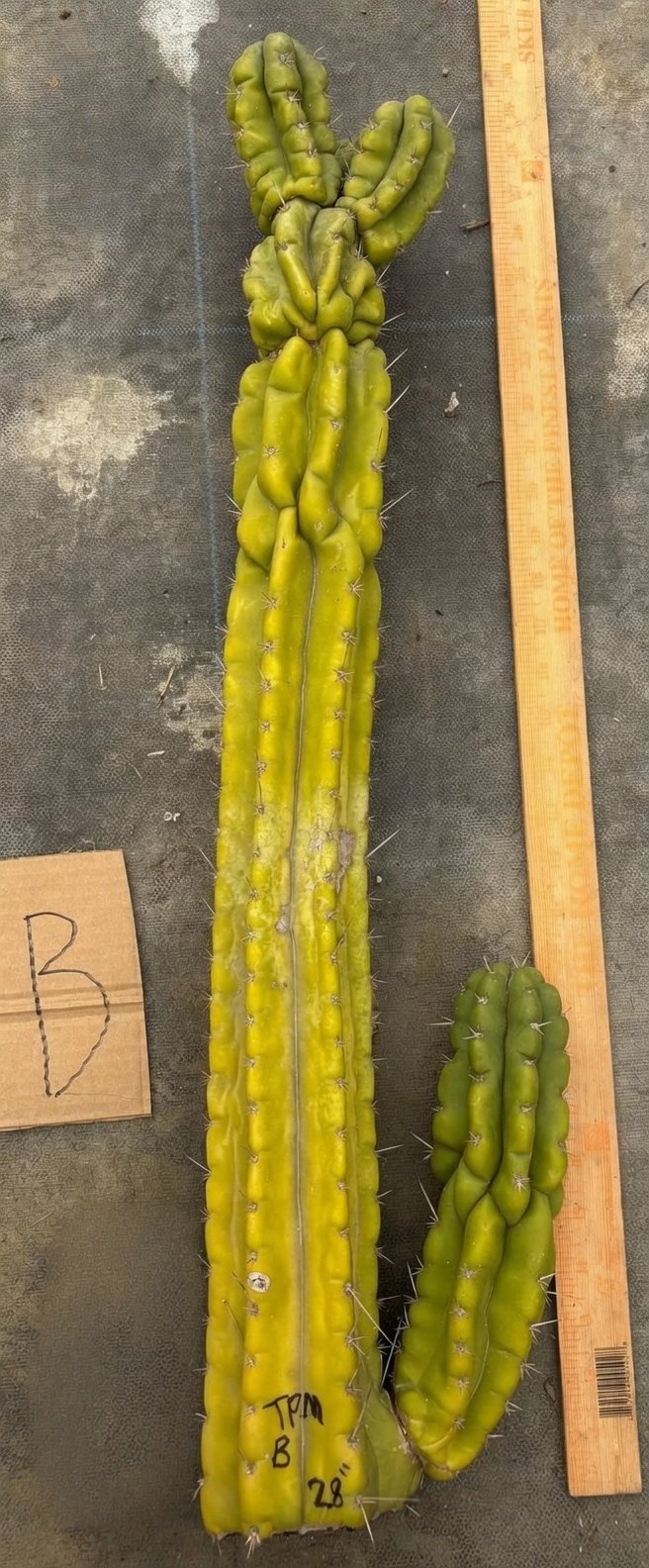 Buy St pedro Cactus