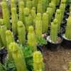 Buy Large Cactus Queensland