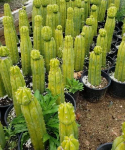 Buy Large Cactus Queensland