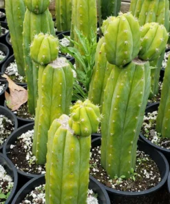 Buy Large Cactus Queensland