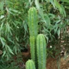 San Pedro Trichocereus Perth