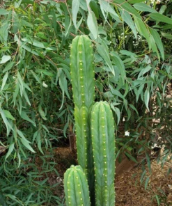 San Pedro Trichocereus Perth