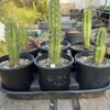 Buy Pachanoi Cactus Melbourne