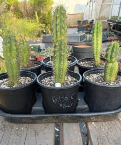 Buy Pachanoi Cactus Melbourne
