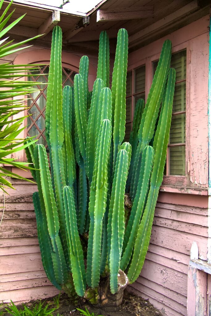 san pedro trichocereus